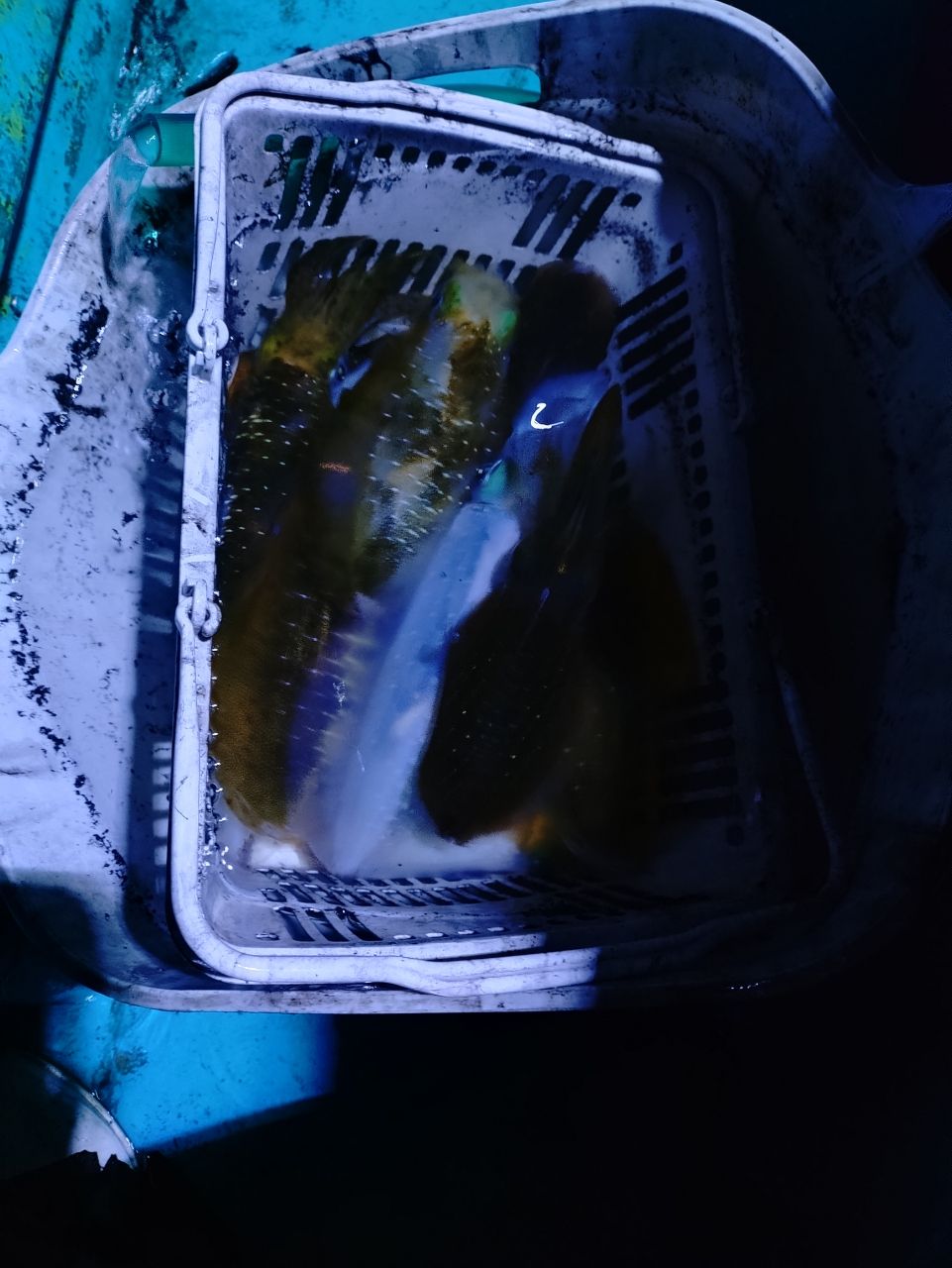 Devilrayさんの釣果 2枚目の画像