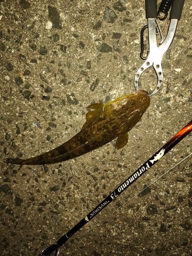 マゴチの釣果