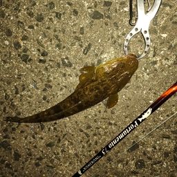 マゴチ