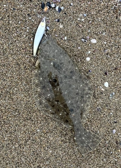 ソゲの釣果