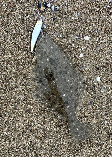 ソゲの釣果