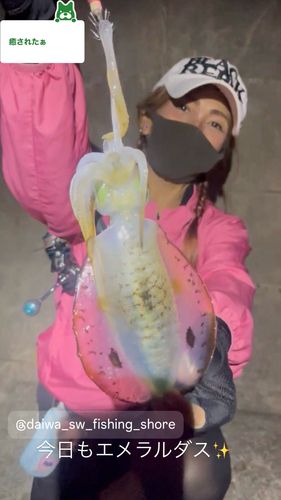 アオリイカの釣果