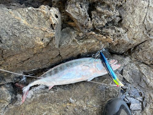 ハガツオの釣果