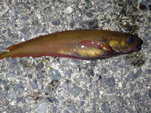 チゴダラの釣果