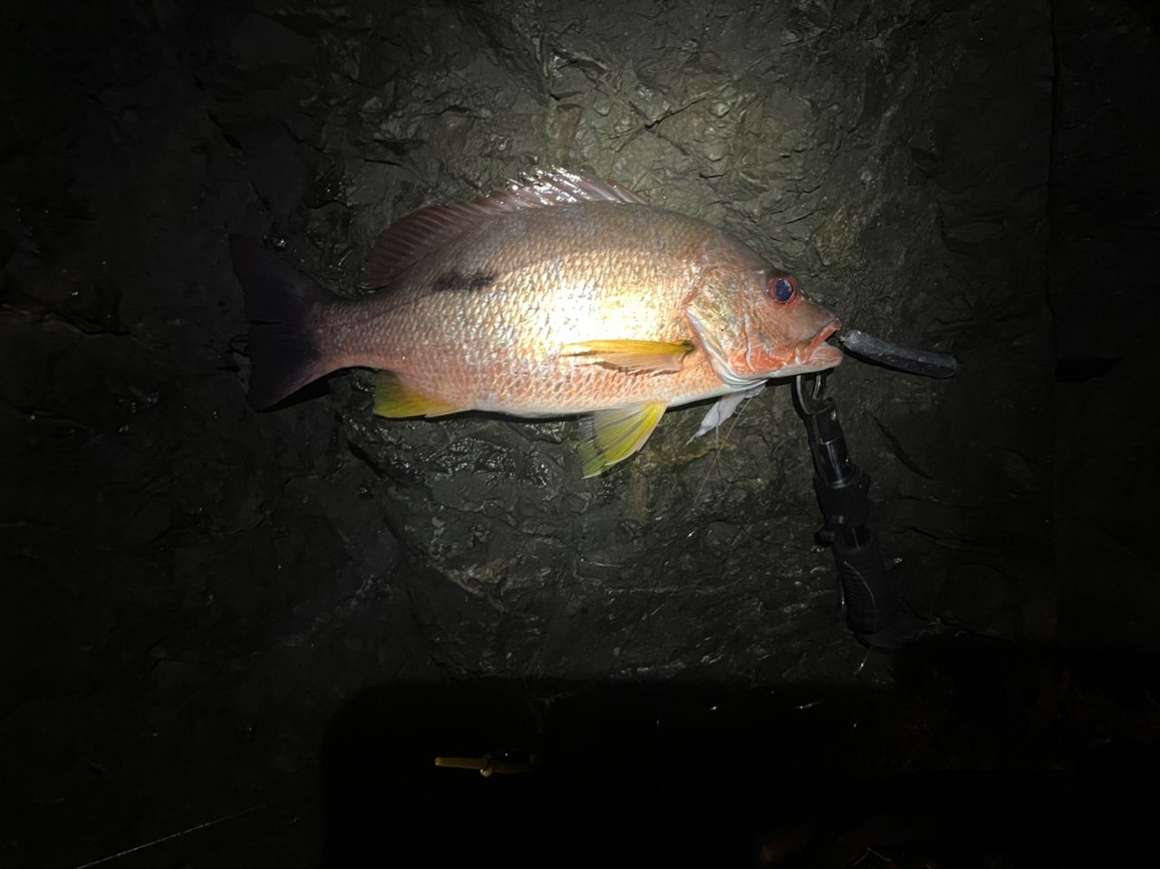 クロホシフエダイ