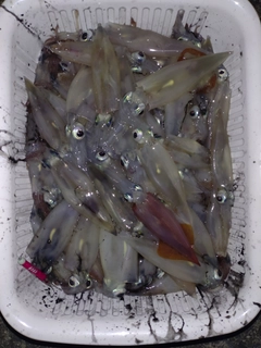ヤリイカの釣果