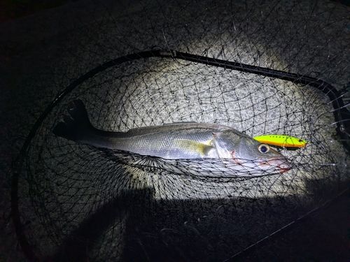 フッコ（マルスズキ）の釣果