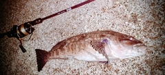 アブラコの釣果