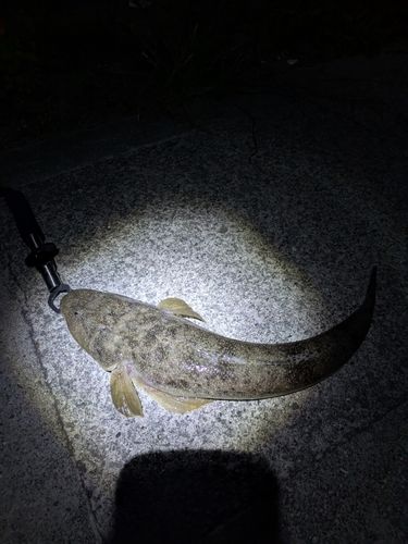 マゴチの釣果