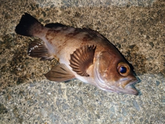 メバルの釣果