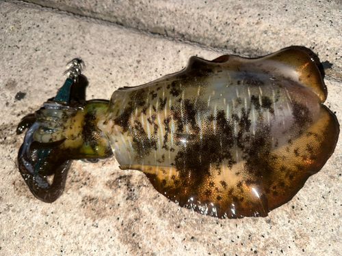 アオリイカの釣果