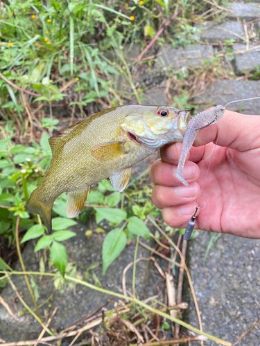 入間川中流