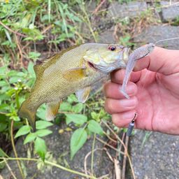 スモールマウスバス