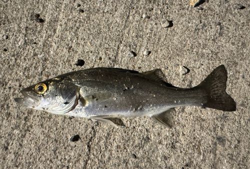セイゴ（タイリクスズキ）の釣果