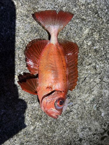 チカメキントキの釣果