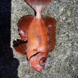 チカメキントキ