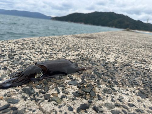 島陰湾