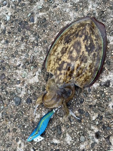 コウイカの釣果