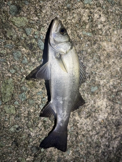 ヒラスズキの釣果