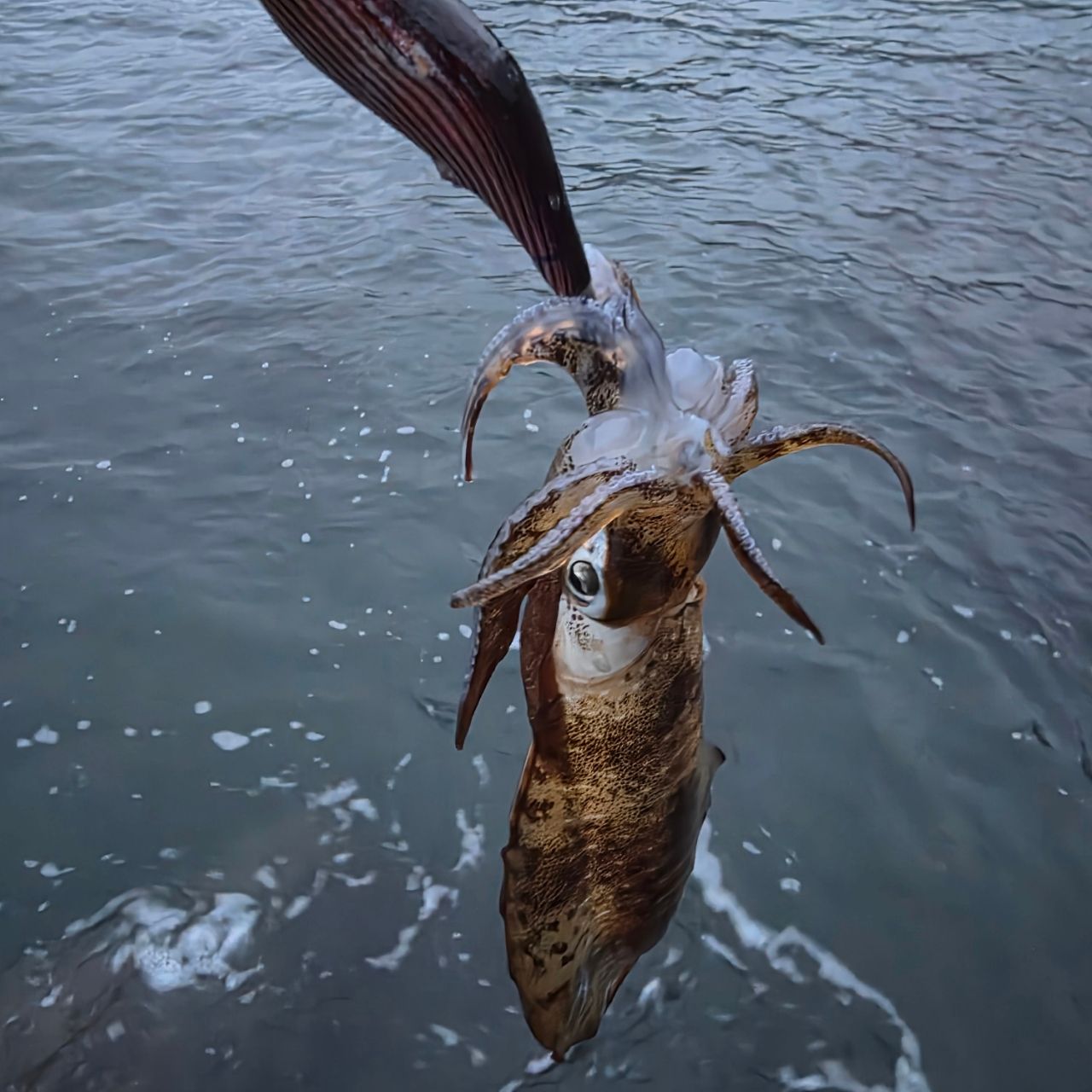 Gamakatsu 23ラグゼ EG X アルティメイト S77ML+-solidの最安値