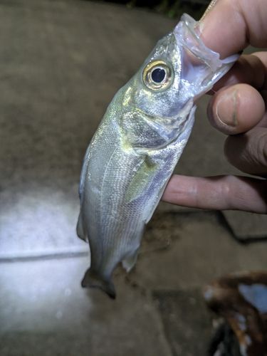 イワシの釣果