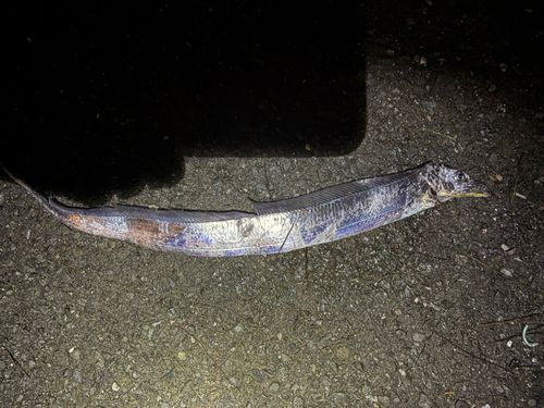 タチウオの釣果