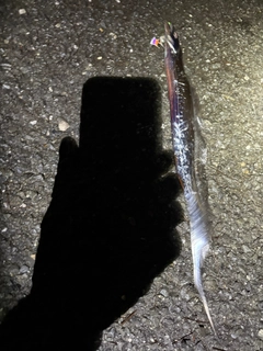タチウオの釣果