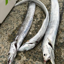 タチウオ