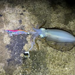 アオリイカ
