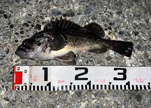 クロソイの釣果