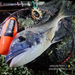 チヌの釣果