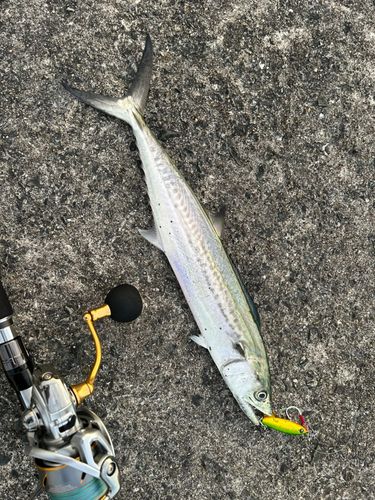 サゴシの釣果