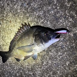 クロダイ