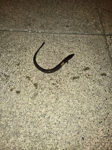 アナゴの釣果