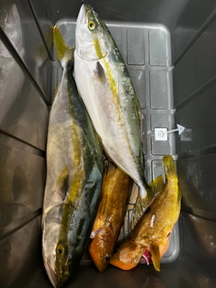 ハマチの釣果