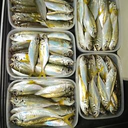 アジ