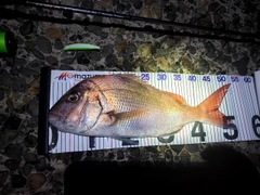 マダイの釣果
