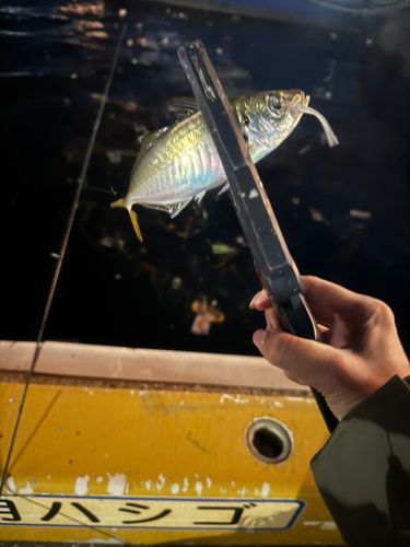 釣果