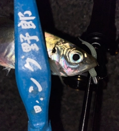 マアジの釣果