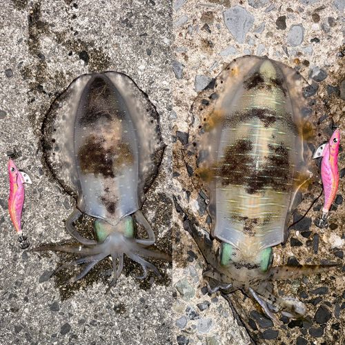 アオリイカの釣果