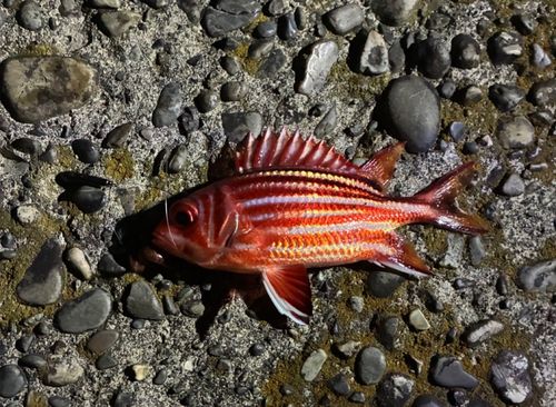 アヤメエビスの釣果