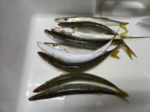 敦賀湾