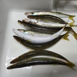 アカカマス