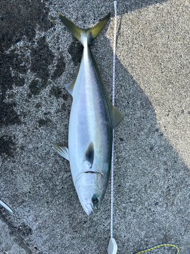 ワラサの釣果