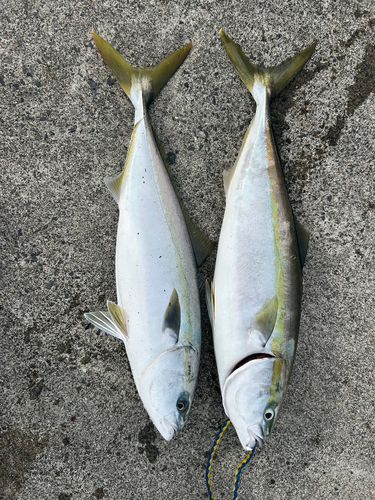 ワラサの釣果