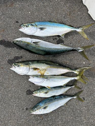 ワラサの釣果