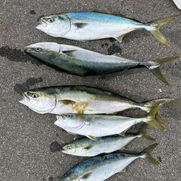 ワラサ