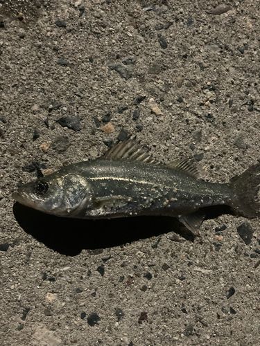 セイゴ（マルスズキ）の釣果
