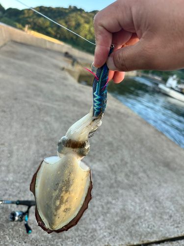 鷹島