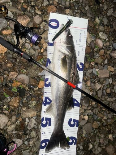 シーバスの釣果